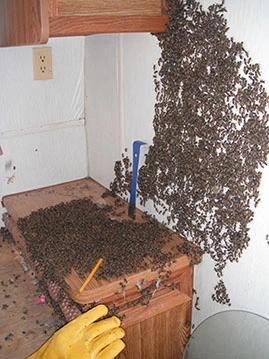 A bee swarm gathered on a wall inside of a home